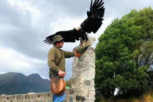 שוק אוטובלו ופארק קונדור