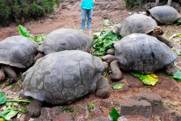 באלטרה - סנטה קרוז