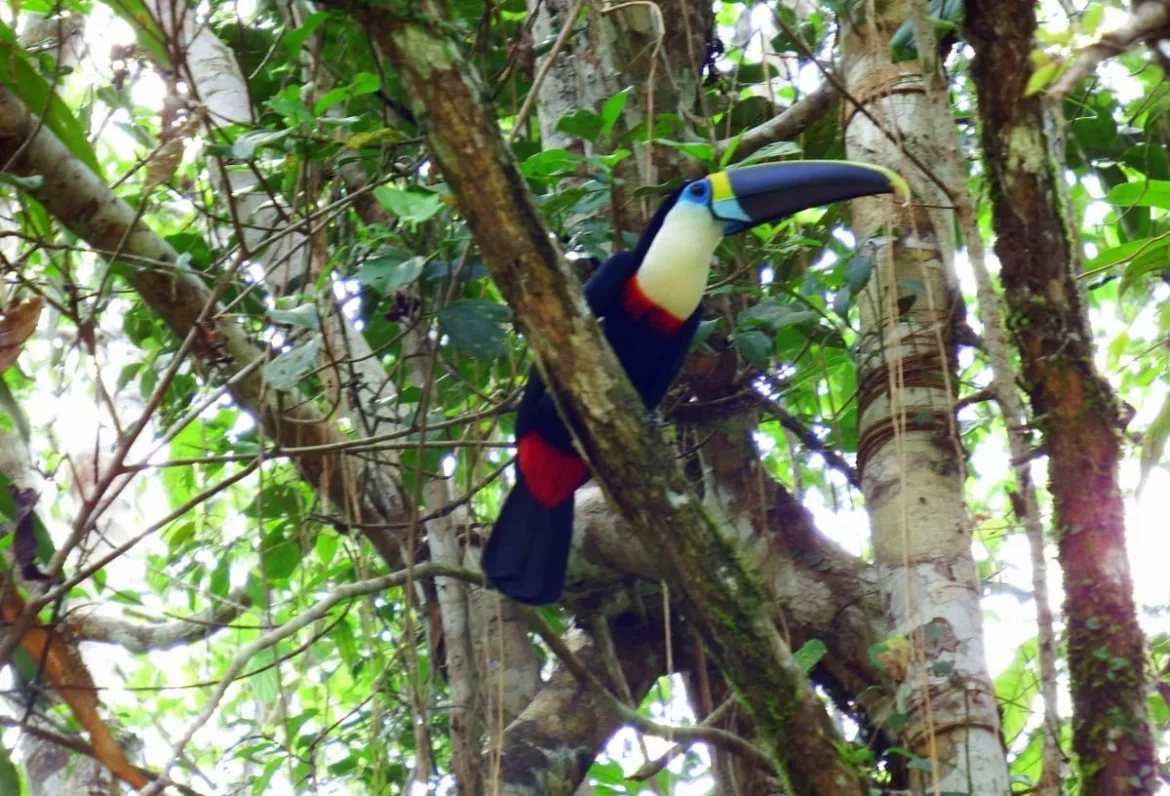 קויאבנו 32